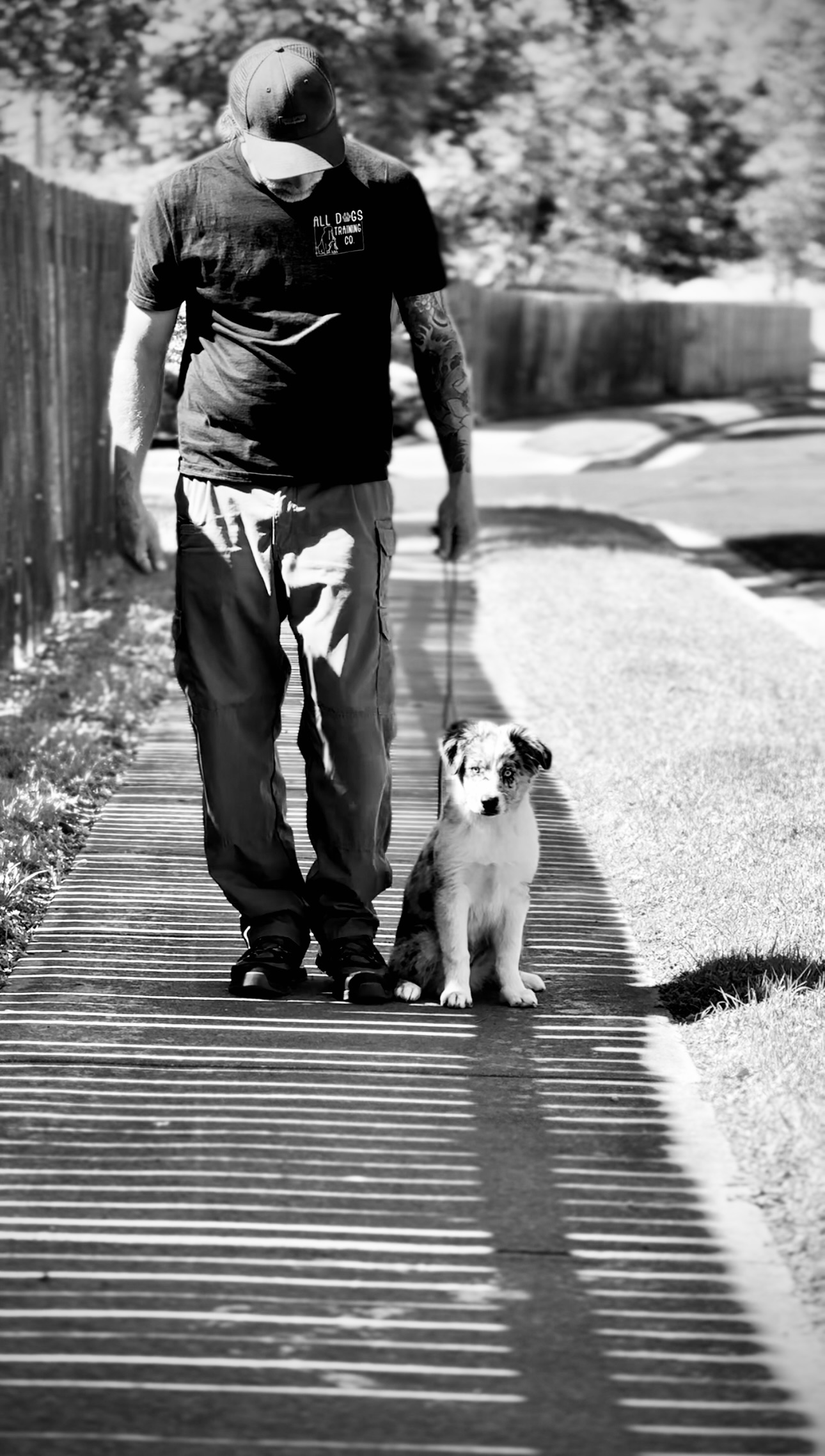 Beautiful red and white pit bull sitting in grass with professional training collar