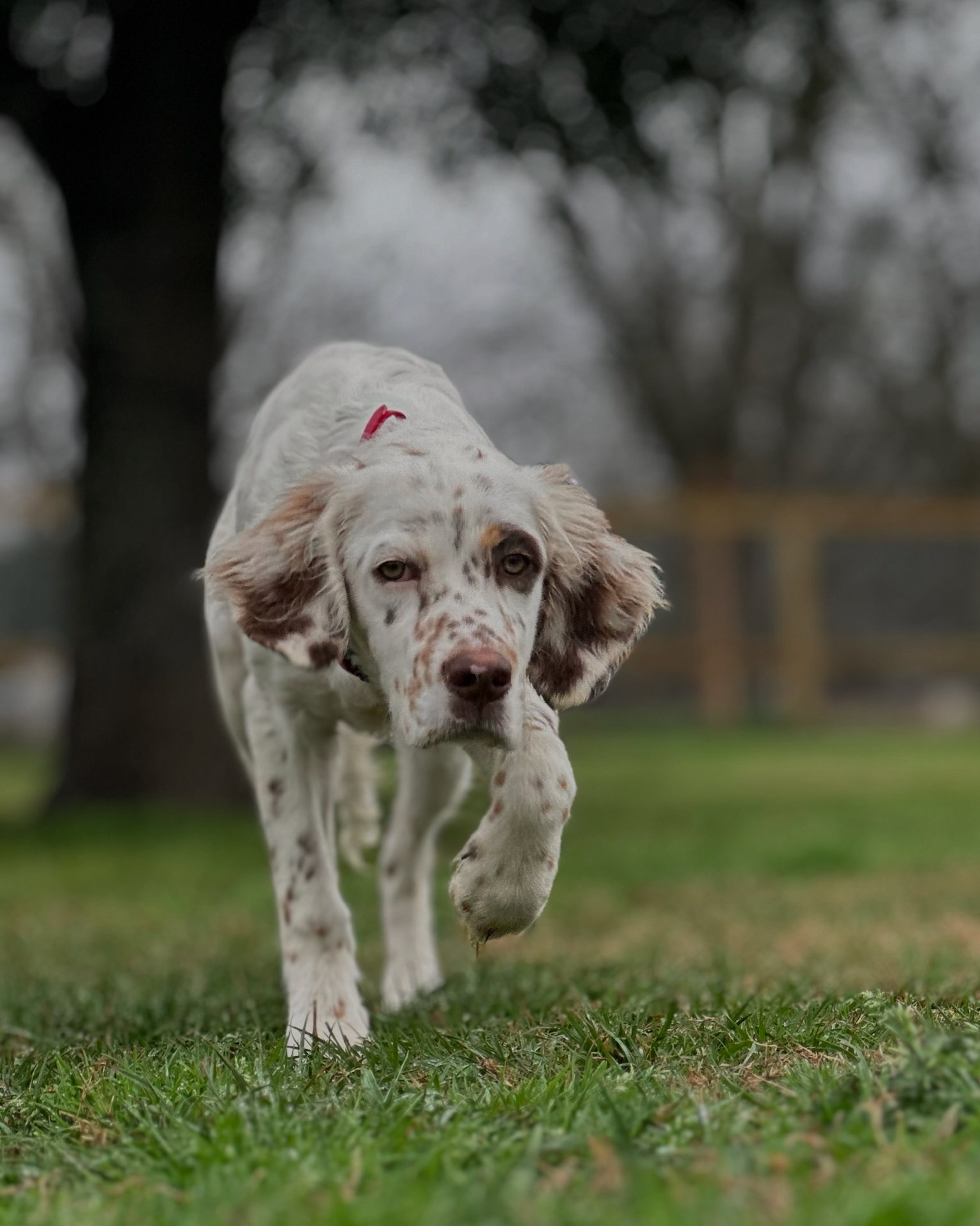 Behavioral Modification - Professional dog training program at All Dogs Training Co Houston facility