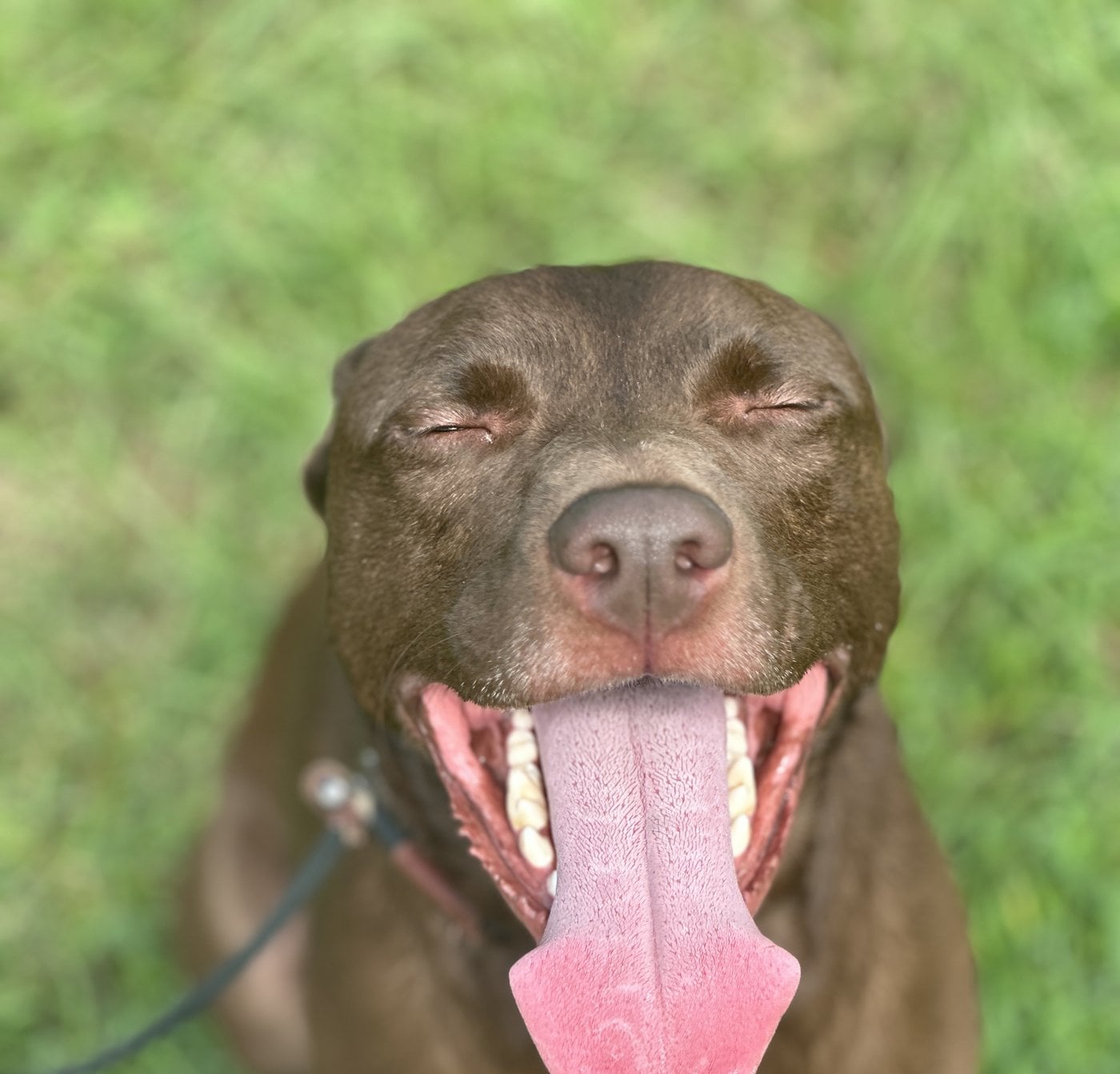 Happy trained dog ready for life at home