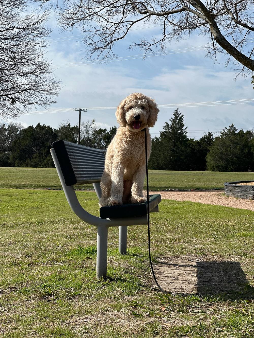 Friendly doodle sitting outdoors during boarding daycare