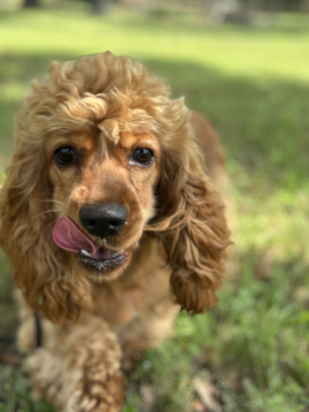 Trainer answering common dog training questions with a dog nearby