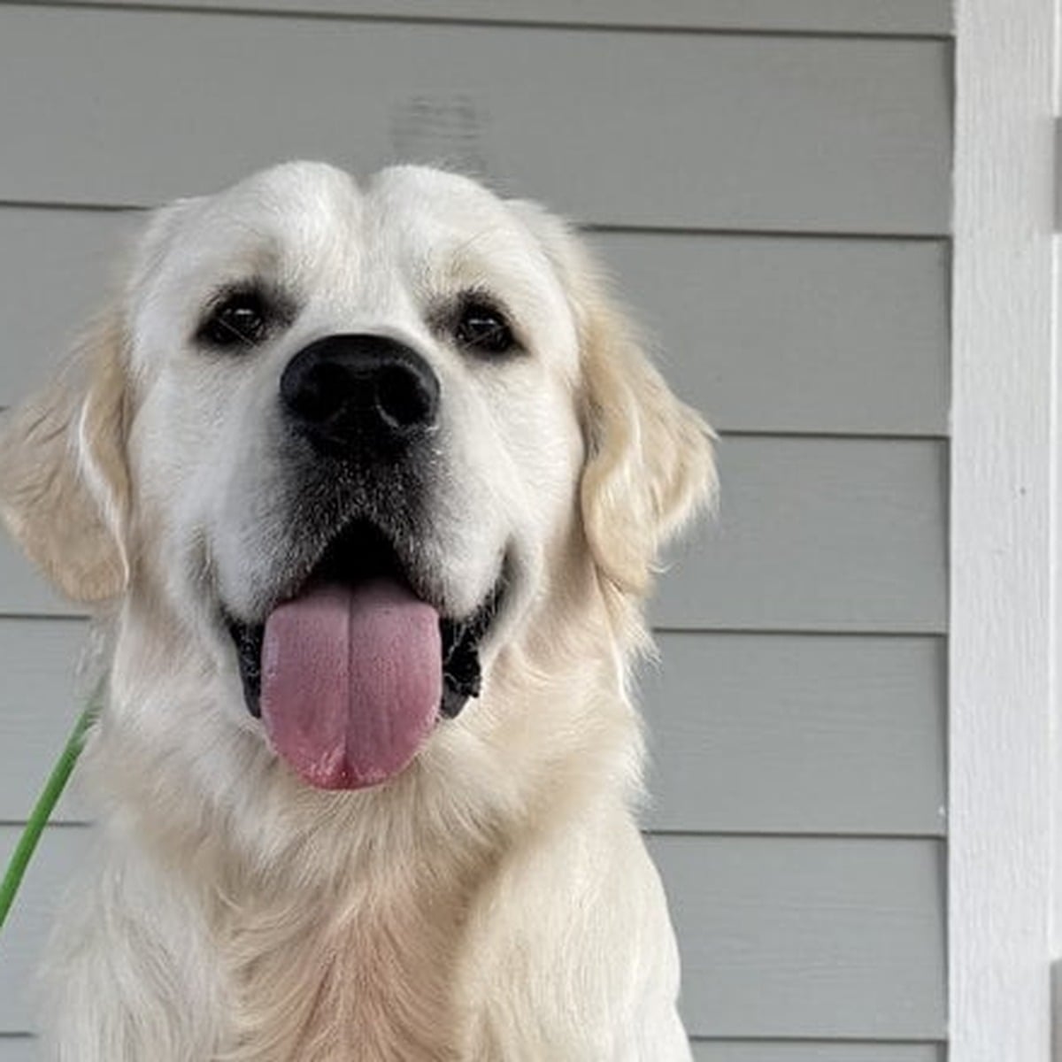 Leo the dog looking at the camera during training