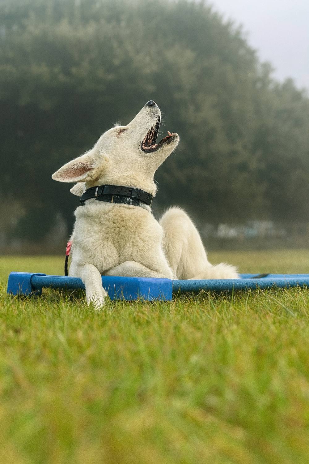 Dog holding a place command on a cot during board and train