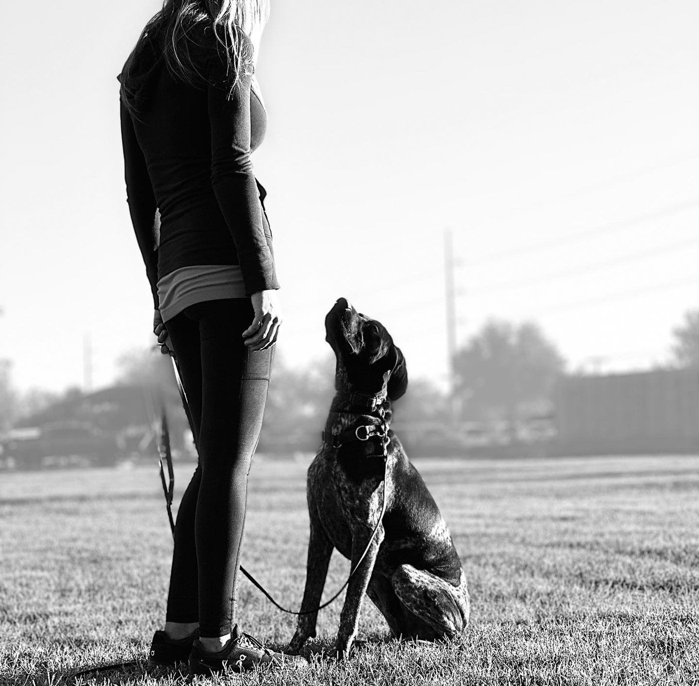 Dog during a two week board and train program