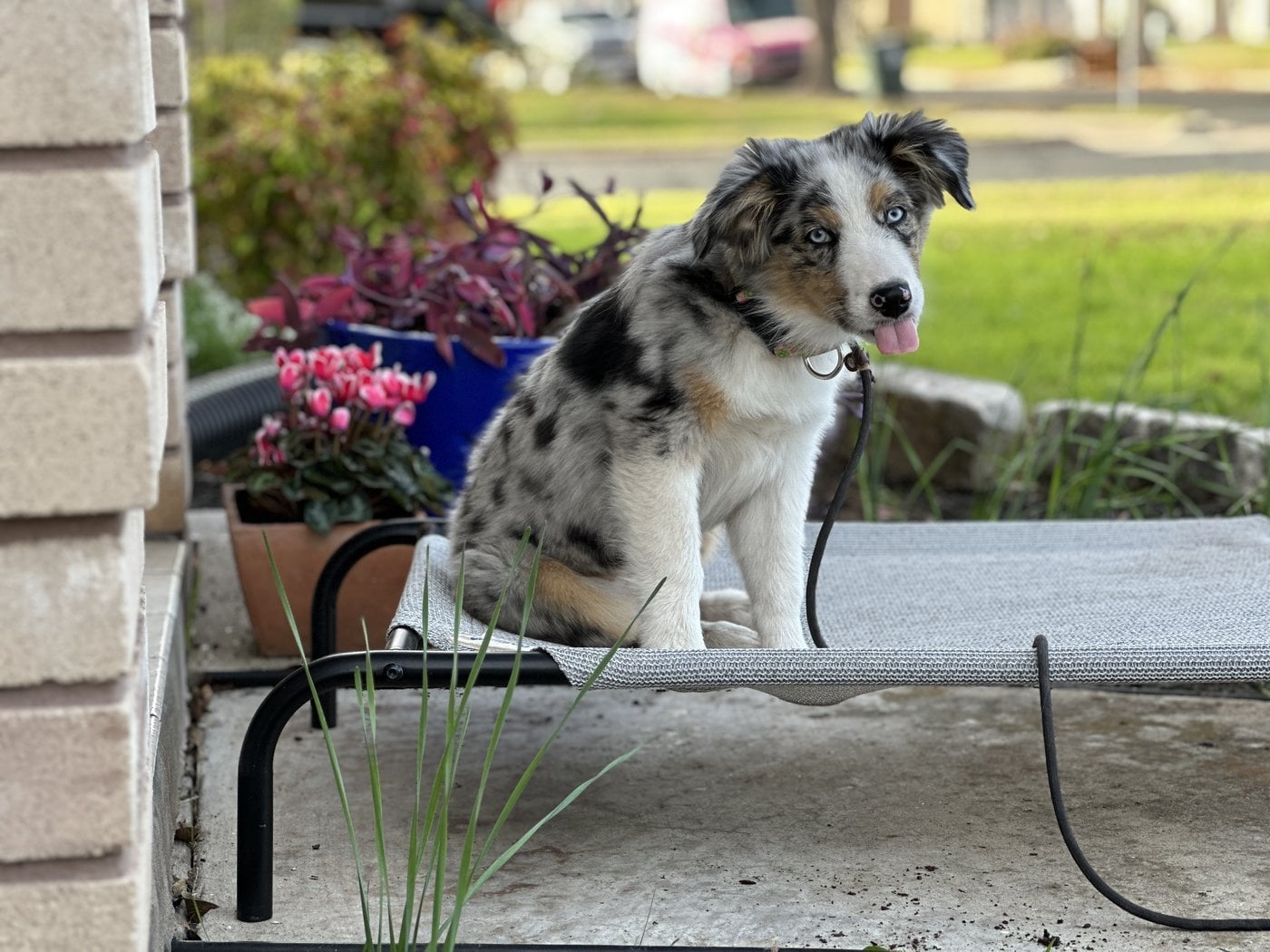 Puppy in early foundation training