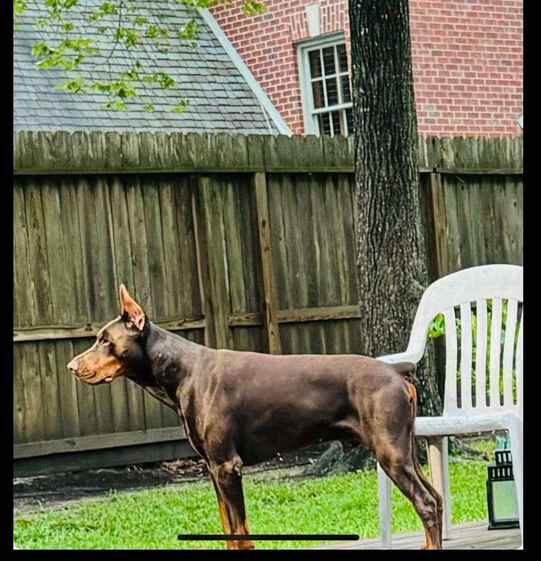 Stein the dog sitting calmly after training